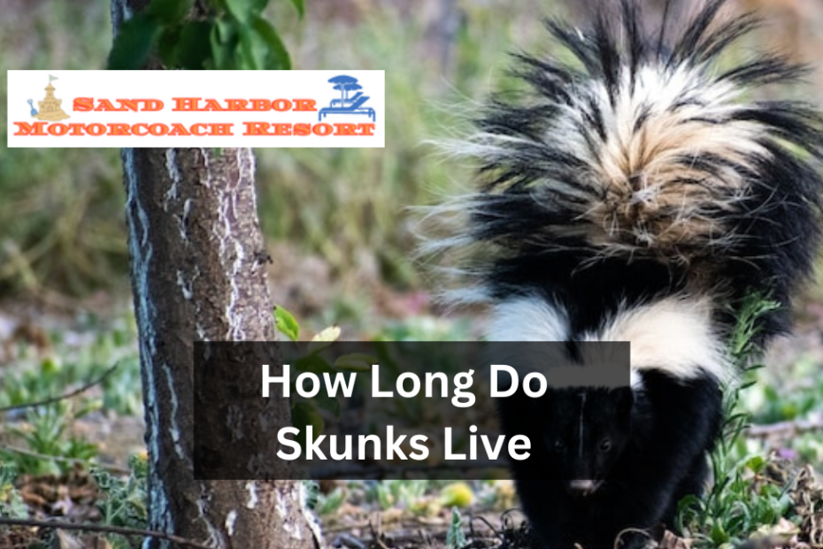 How Long Do Skunks Live