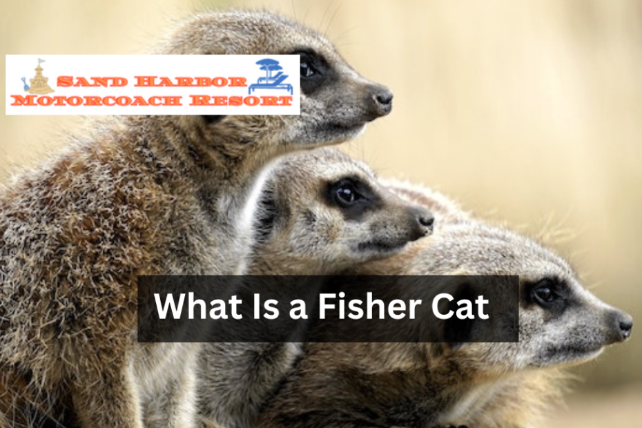 What Is a Fisher Cat