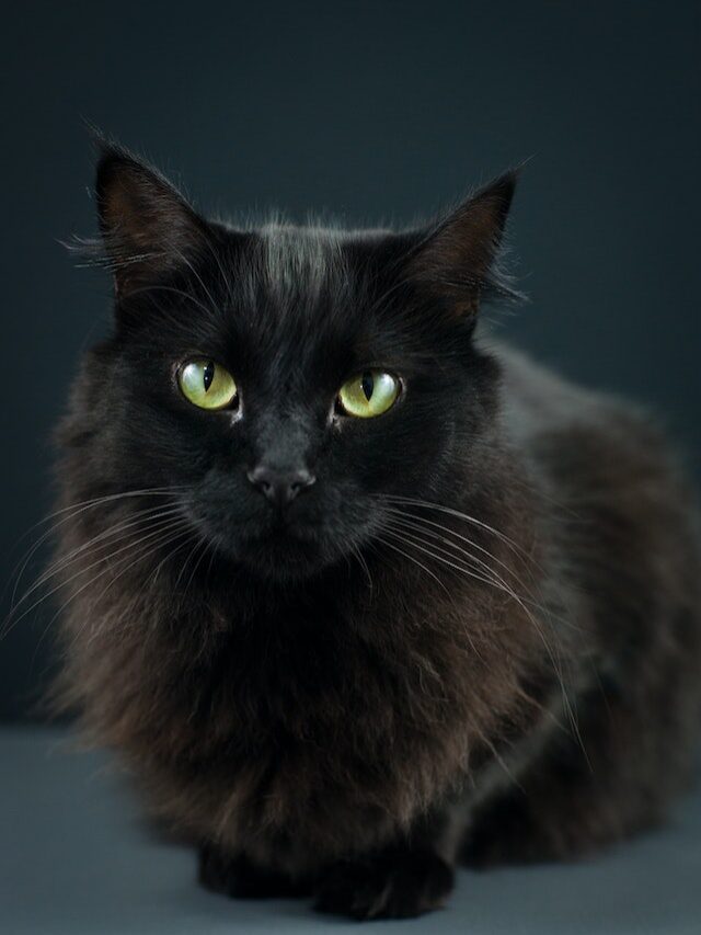 Why You Should Get a Black Cat as a Pet ?